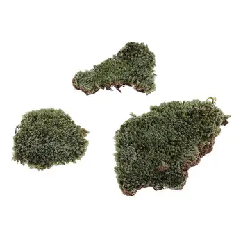 Оформление Secenery Green Lichen Model Vivid за Senery Toy